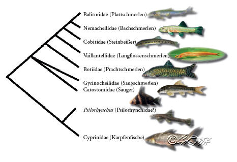 Kladogramm der Cobitoidea