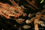 Eine Gruppe von jungen Prachtglanzbarben (Puntius arulius)